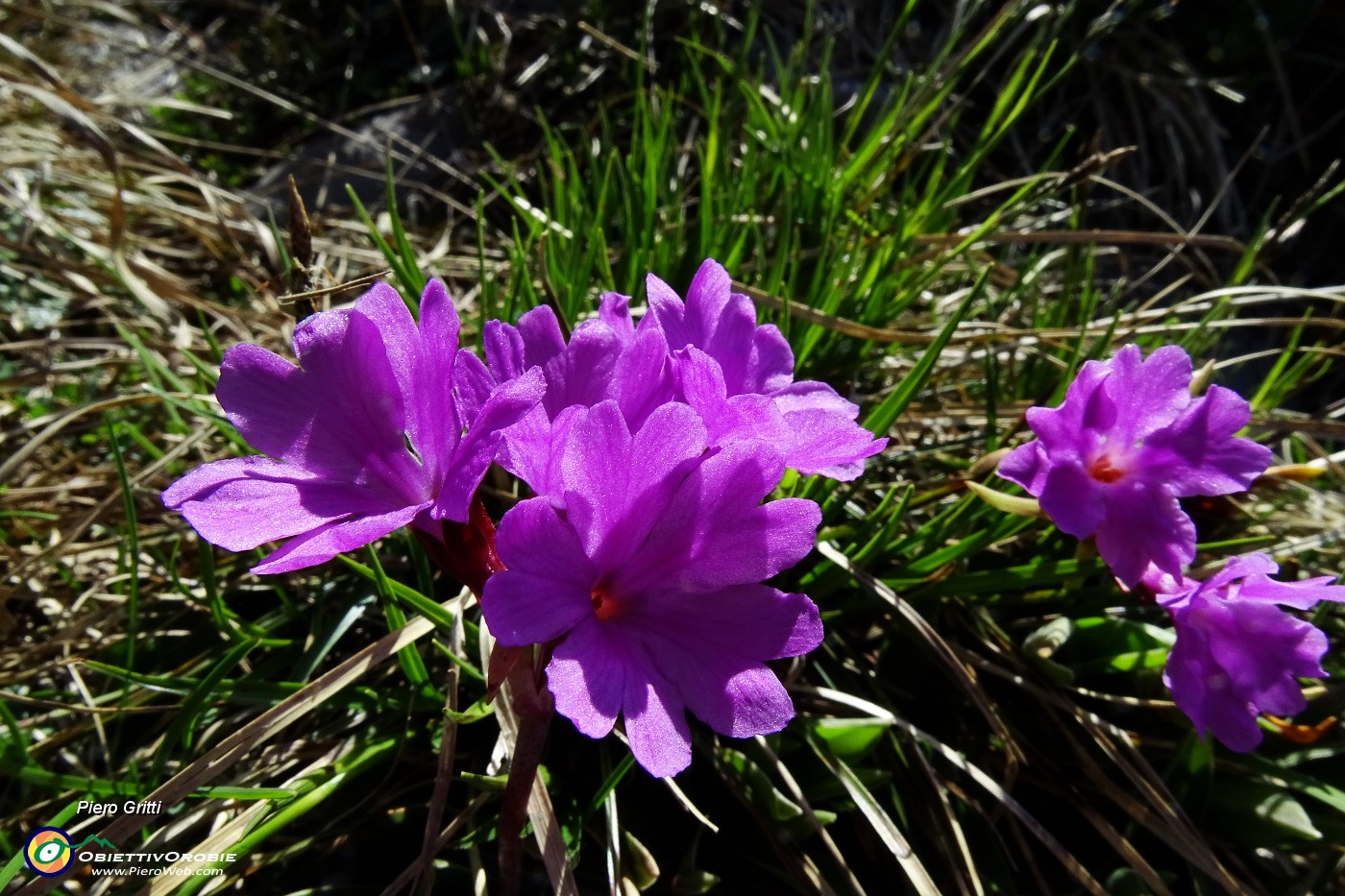 07 Primula di Lombardia (Primula glaucescens) .JPG